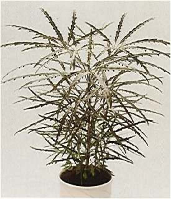 False Aralia